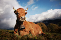 Suzie_la_Vache_Tarine